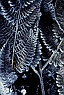 Frost Crystals on Fern #1